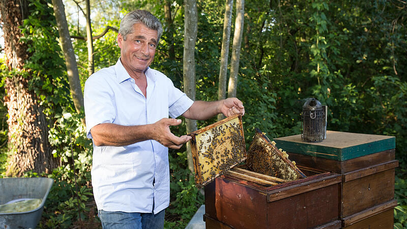 Bienenhaltung im Wohngebiet: Noch im Frühjahr soll die Erlaubnis kommen