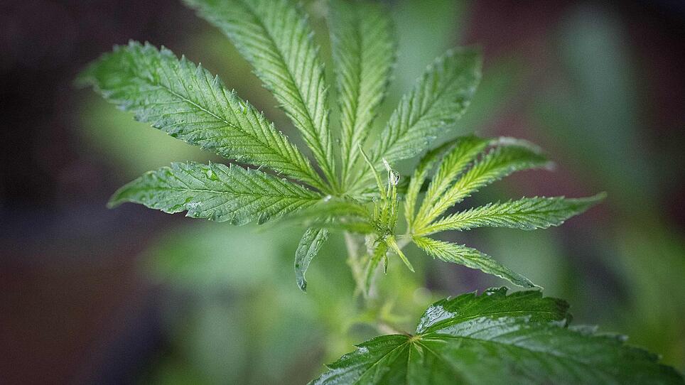 Schmerzmittel Cannabis? Wirkung noch unsicher