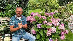 Plobergers Gartentipp: Hortensien